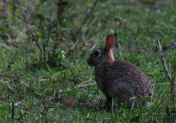 Lapins