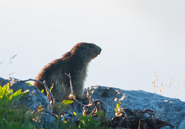 Marmotte