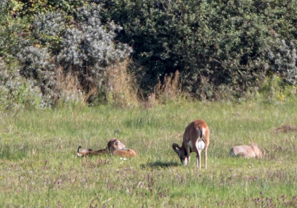 Mouflon