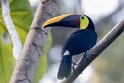 Tucán pechigualdo (Toucan tocard) Golfo Dulce - Costa Rica