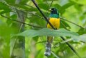 Trogón amarillo (Trogon aurore) Golfo Dulce - Costa Rica