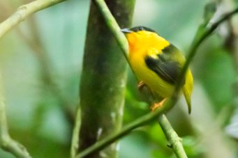 Saltarín cuellinaranja (Manakin à col orange) Matapalo - Costa Rica