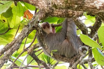 Paresseux Matapalo - Costa Rica