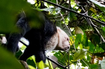 Singe capucin Torcoles - Costa Rica