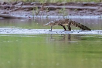 Crocodile Torcoles - Costa Rica