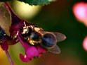 Abeille_20050609_01c