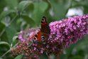 papillon_20050702_05