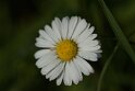 737A7703 null