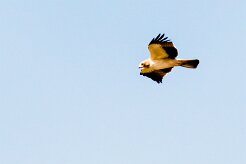 Booted Eagle (Aigle botté)_737A3211-2 null