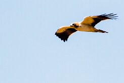 Booted Eagle (Aigle botté)_737A3222-2 null