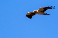 Booted Eagle (Aigle botté) Du côté d'Omaruru