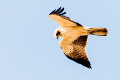 Booted Eagle (Aigle botté)_737A3229-2 null