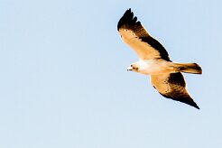 Booted Eagle (Aigle botté)_737A3234-2 null