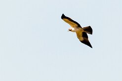 Booted Eagle (Aigle botté)_737A3248-2 null