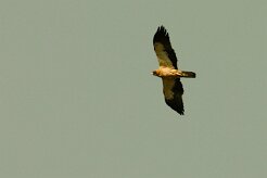 aigle_botte_03-2 null
