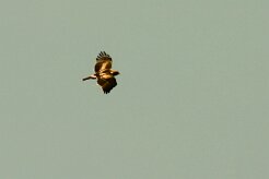 aigle_botte_04-2 null