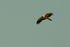 aigle_botte_14-2 null