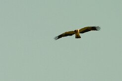 aigle_botte_18-2 null