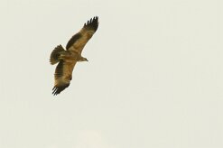aigle_botte_19-2 null