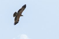 Booted eagle /Aigle botté Etosha