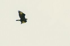 Aigle_de_Verreaux_01-2 null