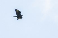 Verreaux's eagle (Aigle de verreaux) Waterberg