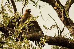 Aigle_de_Whalsberg_01-2 null