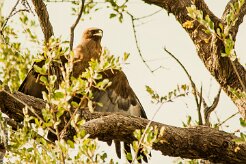 Aigle_de_Whalsberg_02-2 null