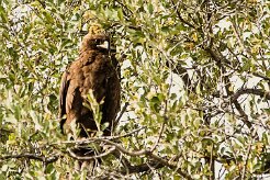 Aigle_de_Whalsberg_03-2 null