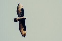 Verreaux's eagle (Aigle de Verreaux)-737A0586-2 null