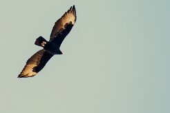 Verreaux's eagle (Aigle de Verreaux)-737A0593-2 null