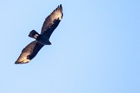 Verreaux's eagle (Aigle de Verreaux) Waterberg - Namibie