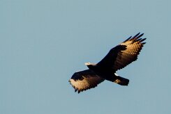 Verreaux's eagle (Aigle de Verreaux)-737A0606-2 null