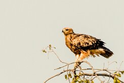 Steppe Eagle (Aigle des steppes)_x737A5478-2 null
