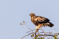 Steppe Eagle (Aigle des steppes) Steppe Eagle (Aigle des steppes)