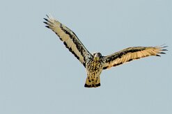 African Hawk Eagle (Aigle fascié)_7D2_1457 null