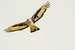 Aigle_fascié_01-2 null
