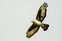 Aigle_fascié_02-2 null