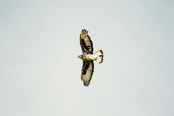 Aigle_fascié_03-2 null