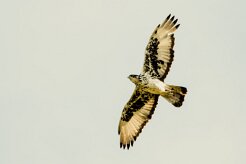 Aigle_fascié_04-2 null