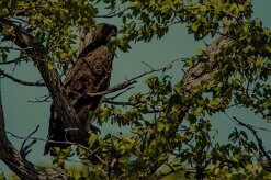 Aigle_martial_01-2 null