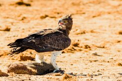 Martial Eagle (Aigle martial)_737A0136 null