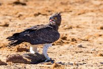 Martial Eagle (Aigle martial) Namibie - Parc d'Etosha