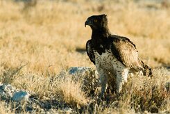 Martial Eagle (Aigle martial)_737A9919 null