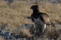 Martial Eagle (Aigle martial) Namibie - Parc d'Etosha