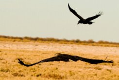 Martial Eagle (Aigle martial)_737A9927 null