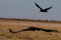 Martial Eagle (Aigle martial) Namibie - Parc d'Etosha