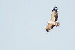 Martial Eagle (Aigle martial)_7D2_0943 null