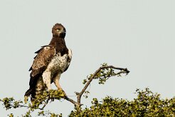 Martial Eagle (Aigle martial)_7D2_1081 null