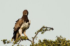 Martial Eagle (Aigle martial)_7D2_1083 null